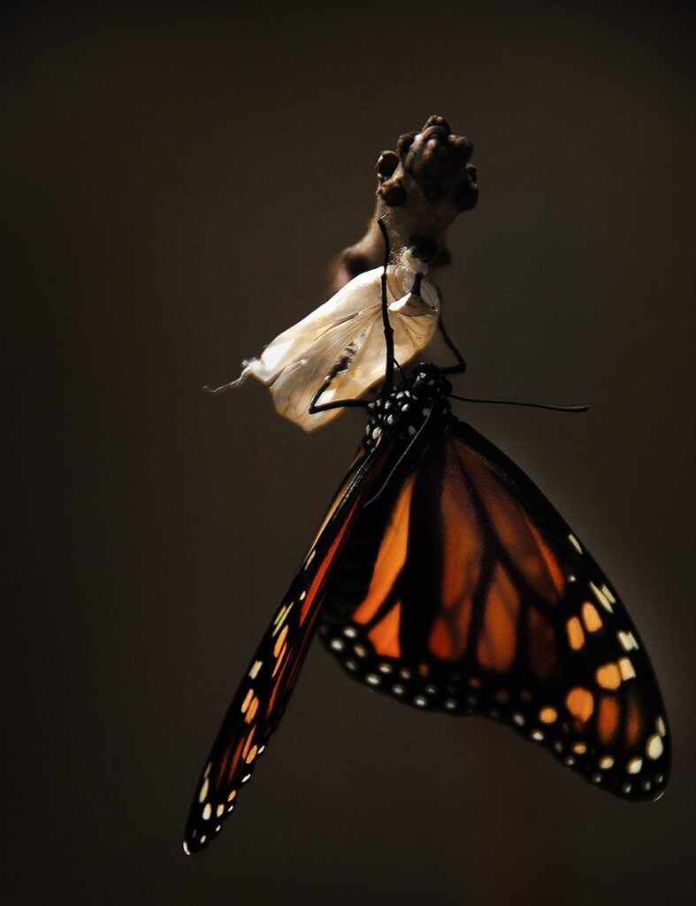 Monarch butterfly symbolizing the rime required for change